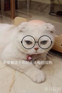 刘二豆与娱乐吃瓜君,揭秘娱乐圈背后的故事